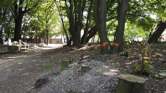 Wycinka drzew na cmentarzu Parafii Starokatolickiej Mariawitów Wycinka drzew na cmentarzu Parafii Starokatolickiej Mariawitów