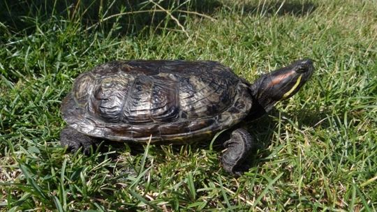 Groźny gatunek żółwia w Puławach