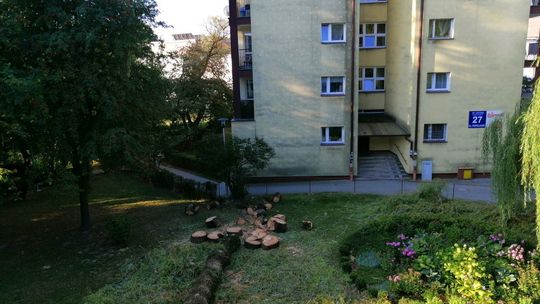 Wycięta wierzba przy ul. Skautów w Lublinie Wycięta wierzba przy ul. Skautów w Lublinie