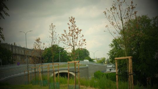 Drzewa w Lublinie marnieją i schną