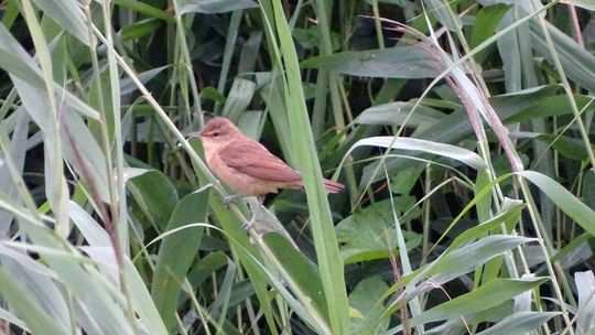 Zwierzęta w dolinie Bystrzycy Zwierzęta w dolinie Bystrzycy