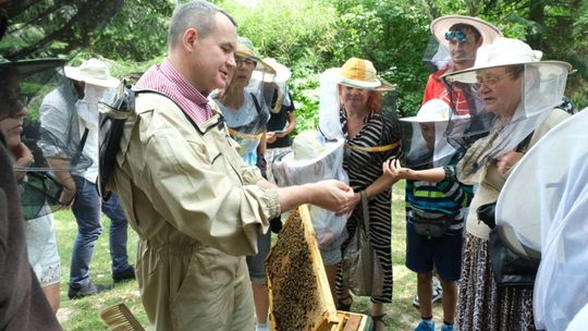 Święto Pszczół w Ogrodzie Botanicznym UMCS