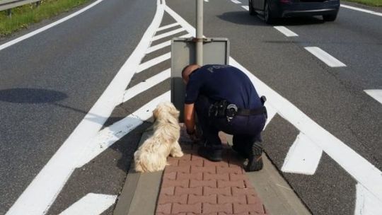 Ktoś porzucił psa na pasie oddzielającym jezdnie