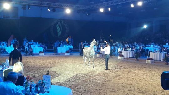 Janów Podlaski. Aukcja Pride of Poland Janów Podlaski. Aukcja Pride of Poland