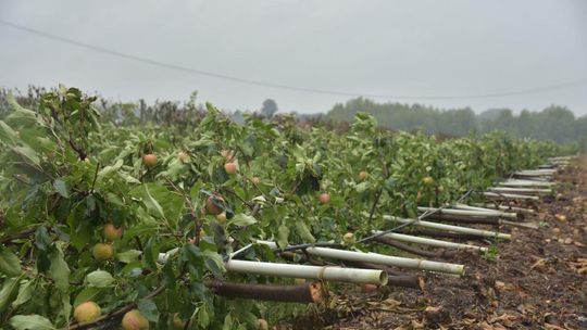 Burza zniszczyła sady w gminie Urzędów