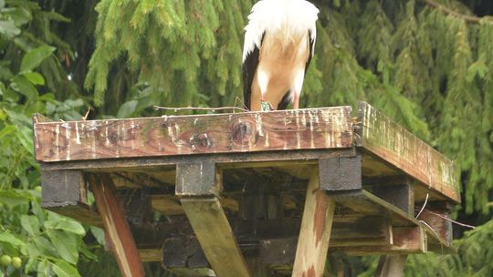 Bociani azyl pod Lublinem Bociani azyl pod Lublinem