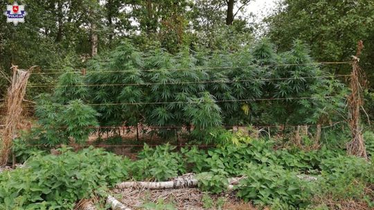 Ryki: Trzy plantacje konopi