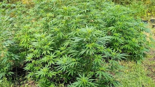 Biała Podlaska: Uprawa konopi