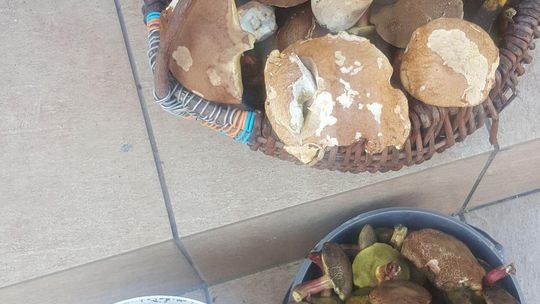 Grzybobranie Czytelników Dziennika Wschodniego