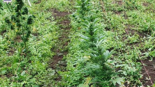 Uprawiali konopie i mieli mahiruanę