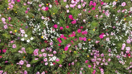 Łąka w parku Rury i na osiedlu Szymanowskiego Łąka w parku Rury i na osiedlu Szymanowskiego