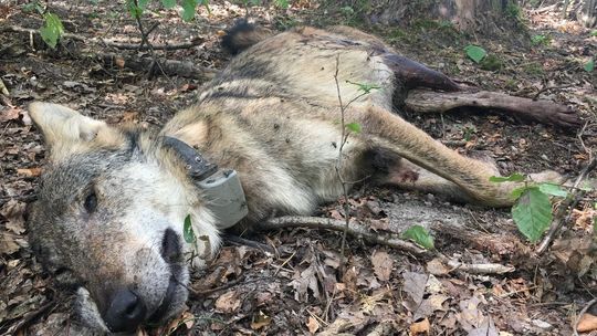 Kosy. Najbardziej znany wilk z Roztocza