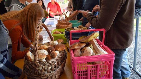 I Mistrzostwa Grzybobrania w Lasach Janowskich