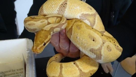 Przemyt egzotycznych zwierząt w Korczowej