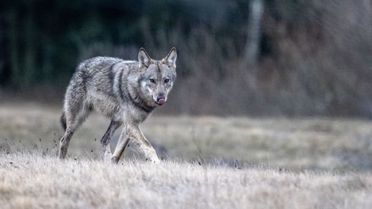 Poleski Park Narodowy