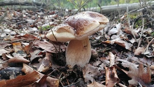 Wysyp grzybów w lasach w woj. lubelskim