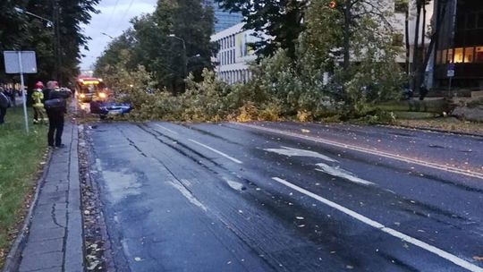 Powalone przez wichurę drzewo spadło na Al. Racławickie w Lublinie