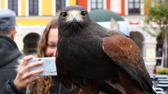 Ogólnopolskie święto myśliwych w Zamościu