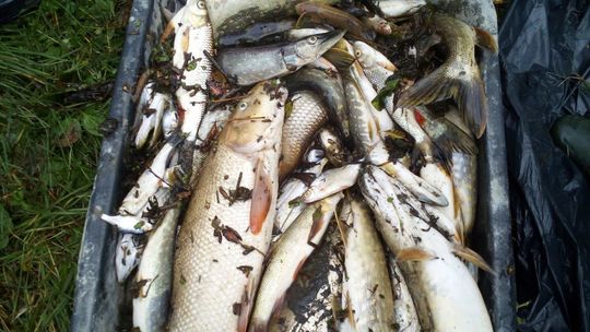 Martwe ryby z rzeki Huczwy Martwe ryby z rzeki Huczwy