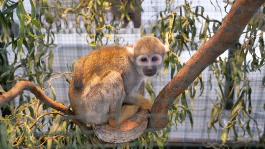 Targi Zoologiczne ZOOPARK 