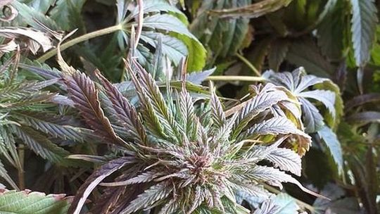 Policjanci zlikwidowali uprawę konopi pod Lublinem Policjanci zlikwidowali uprawę konopi pod Lublinem