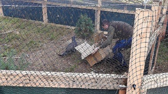 Głuszce nowymi mieszkańcami lubelskich lasów