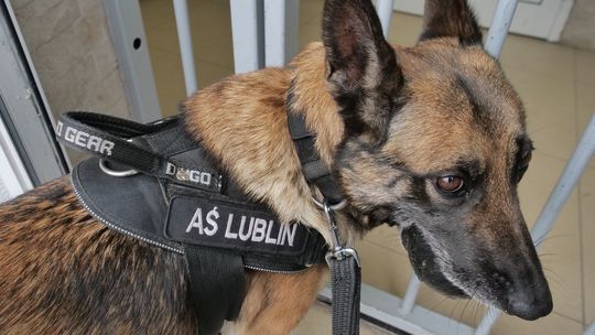 Pies do zadań specjalnych