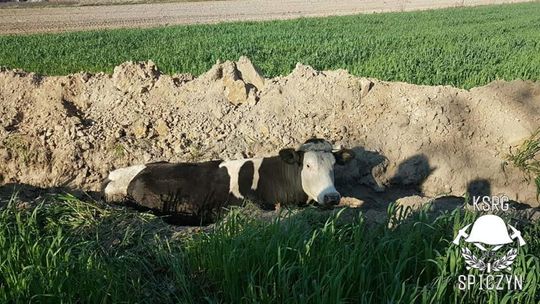 Nietypowa akcja strażaków. Uratowali krowę Nietypowa akcja strażaków. Uratowali krowę