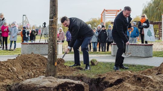 Duże drzewa dla powiatu łęczyńskiego