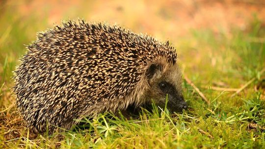 Po jerzykach czas na jeżyki. W parku są domki do przezimowania
