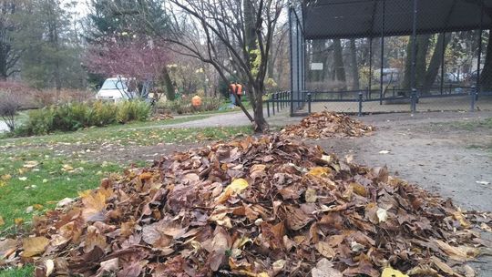 W stercie liści i pniu starego drzewa jest dzikie życie