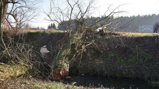 Mężczyzna przygnieciony przez drzewo w Bronowicach koło Puław