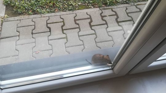 Szczur obok przychodni przy ul. Biernackiego w Lublinie