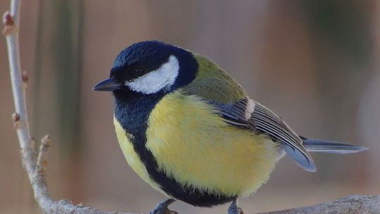 Czym karmić ptaki zimą