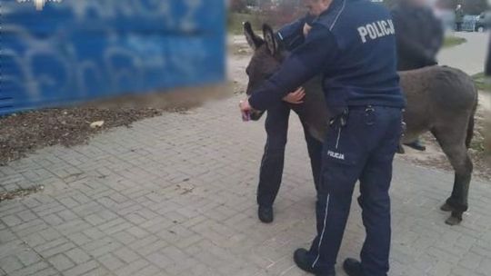 Osły uciekły z szopki w Lublinie