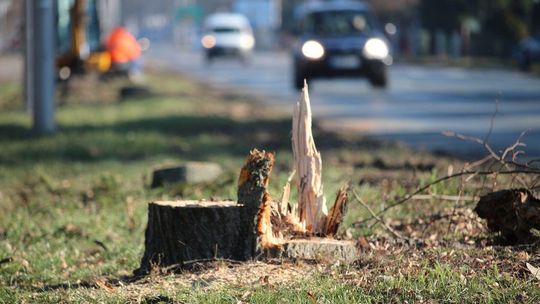 Wycięte drzewa przy ul. Warszawskiej w Białej Podlaskiej Wycięte drzewa przy ul. Warszawskiej w Białej Podlaskiej