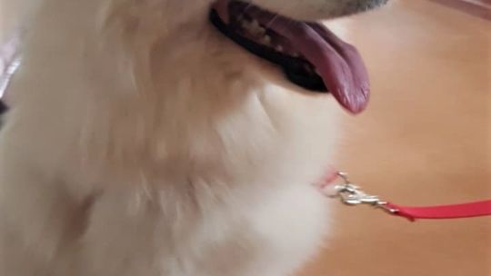 Dogoterapeutka Luna w pracy Dogoterapeutka Luna w pracy