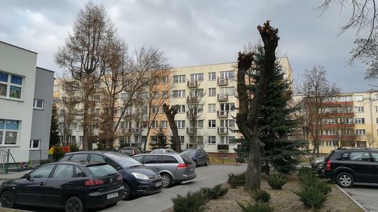 Drzewa w Lubartowie zostały zniszczone?