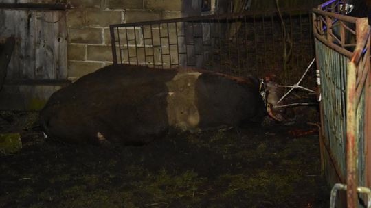 Byk w Żabiance zaatakował właściciela 