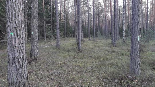 Mieszkańcy przeciwko wycince lasu w Biłgoraju