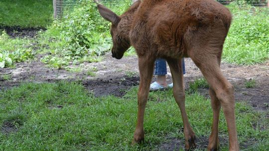 Ośrodek rehabilitacji zwierząt w Załuczu Starym Ośrodek rehabilitacji zwierząt w Załuczu Starym