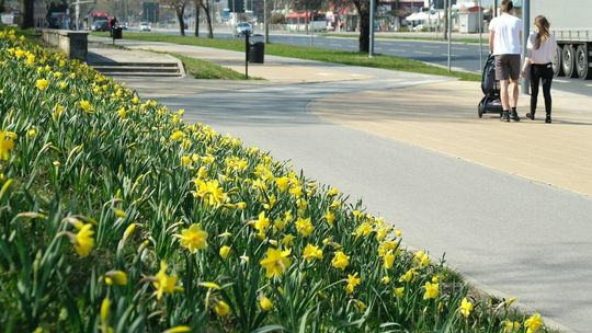 3000 żonkili zakwitło na zboczu wzgórza zamkowego 