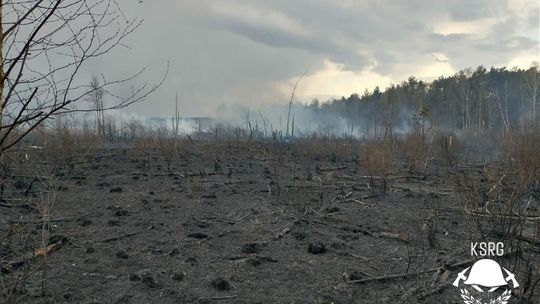 Pożar lasu w Piasecznie Pożar lasu w Piasecznie