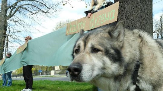 Protest przeciwko wycince drzew przy al. Racławickich