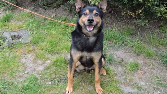 Psy do adopcji ze schroniska w Nowodworze