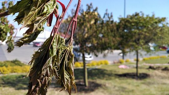 Przesadzanie drzew w Lublinie