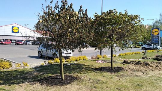 Drzewa w pobliżu ul. Dziewanny