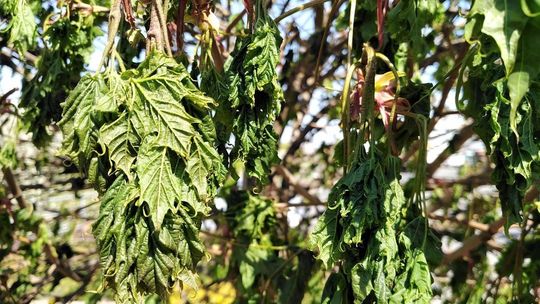 Drzewa w pobliżu ul. Dziewanny