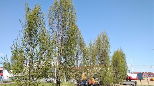 Drzewa w pobliżu ul. Bocianiej