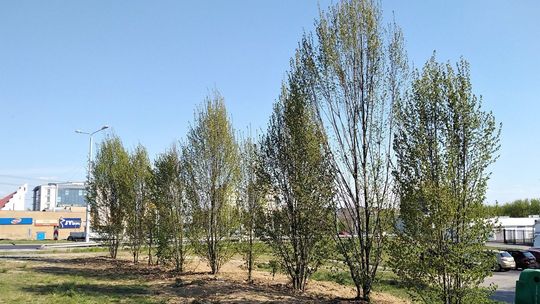 Drzewa w pobliżu ul. Bocianiej